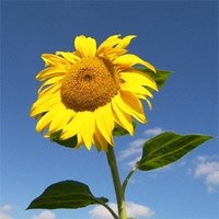 открыть маслобойню
